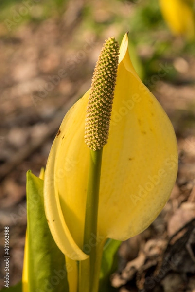 Obraz Skunk Cabbage Flower