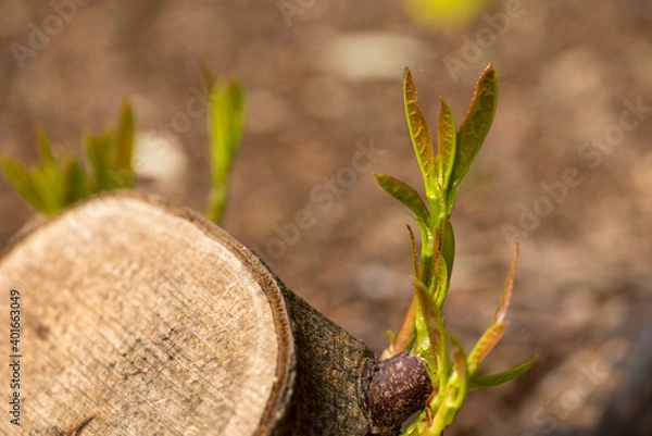 Obraz Rhododendron New Shoots