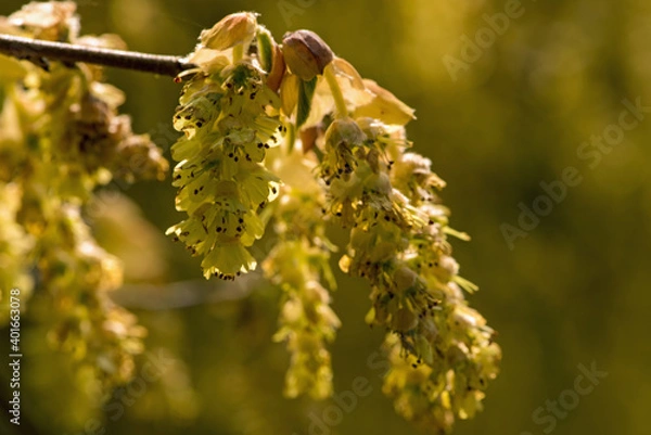 Obraz Spring Catkins