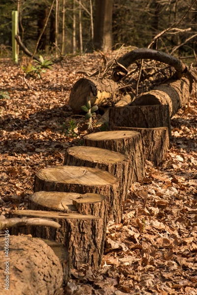 Obraz Pine Log Steps