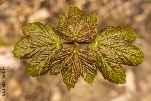 Obraz Sycamore Seedling