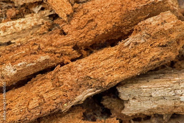 Obraz Rotten Birch Wood