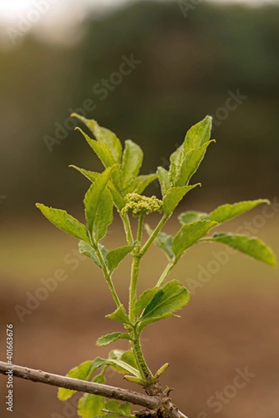 Obraz Elder Tree Shoots