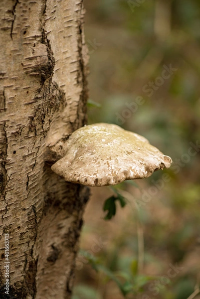 Obraz Bracket Fungus