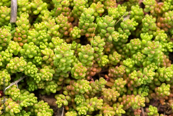 Obraz Sedum Blanket