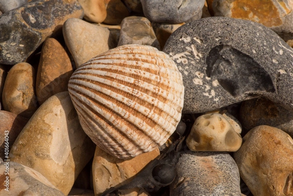 Obraz Cockle Shell on Shingle