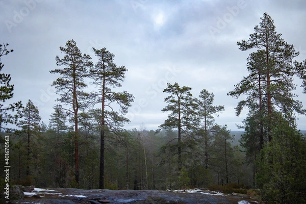 Fototapeta landscape on a foggy hill with pine trees