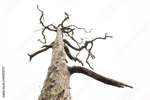 Fototapeta dry pine tree trunk with white background