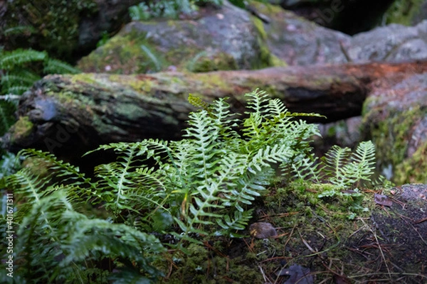 Fototapeta fern on ground with fallen tree trunk in the background