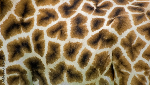 Obraz skóra żyrafy
