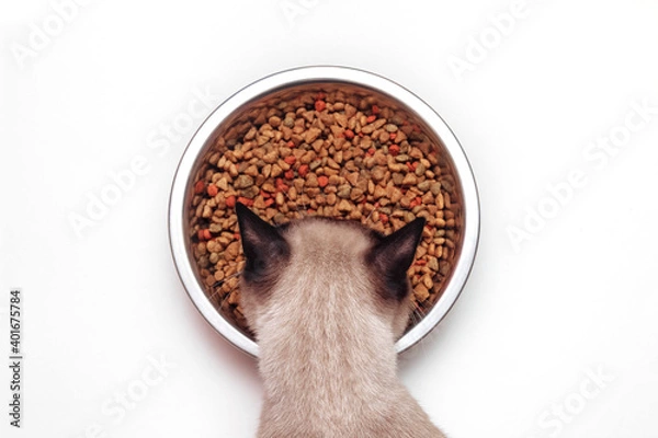 Fototapeta Siamese cat eating dry food from large metal bowl close-up top view on white isolated background, concept of diet and nutrition of Pets health, veterinary and care