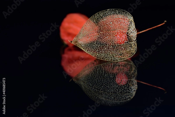 Fototapeta Close-up of the frame of a Chinese lantern flower with a berry in its center, against a dark background on which the flower is reflected