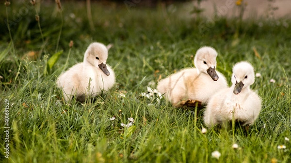 Obraz Three wandering cygnets