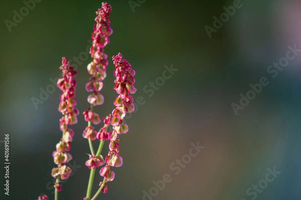 Obraz Red flowering wild plant
