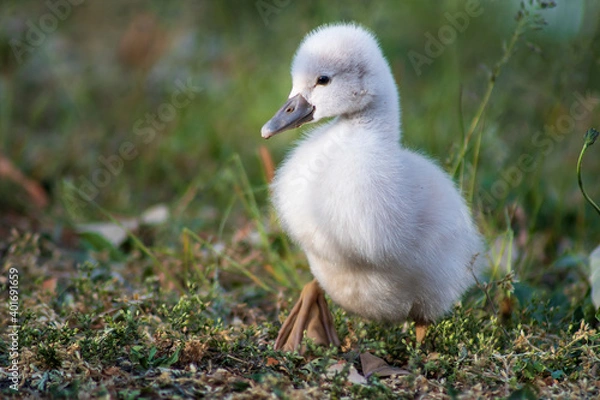 Obraz Little Cygnet