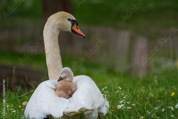 Obraz Swan and cygnet