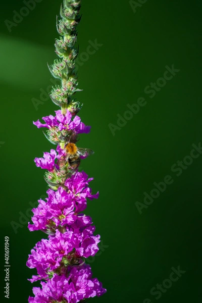 Obraz Ppersicaria amplexicaulis - Bee