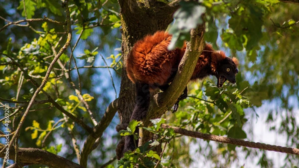 Obraz Red ruffed lemur