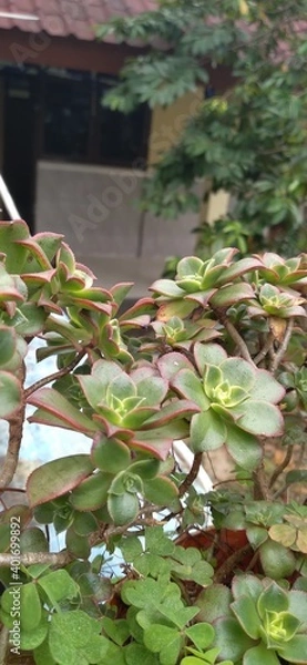 Obraz autumn in the park