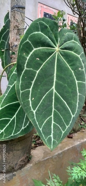 Obraz leaves on a vine