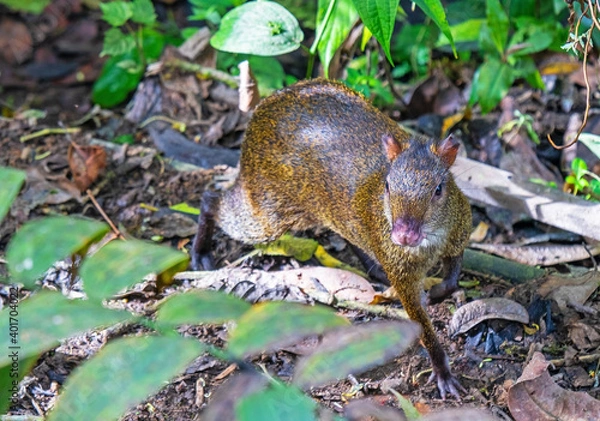 Obraz An agouti (Dasyprocta punctata) in the cloud forest, Mindo, Ecuador. Focus on nose and eyes.