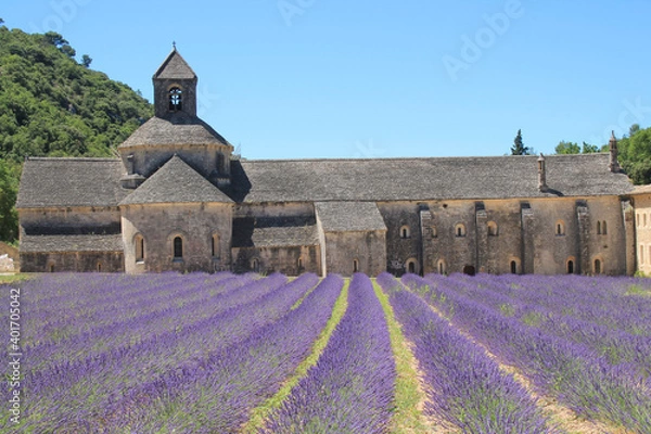 Fototapeta The famous Abbey of Senanque and its lavender field, Luberon, Vaucluse, France
