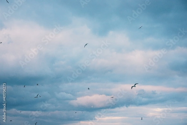 Obraz birds in the sky