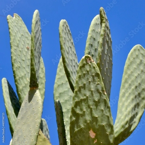 Fototapeta Cactus and sky