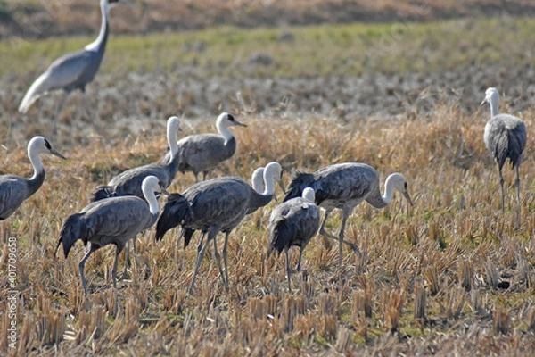 Obraz 日本飛来する渡り鳥　鶴　鹿児島県出水平野