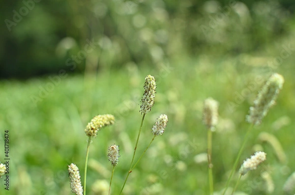 Obraz ワレモコウ