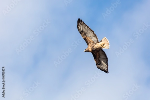 Fototapeta red tailed hawk