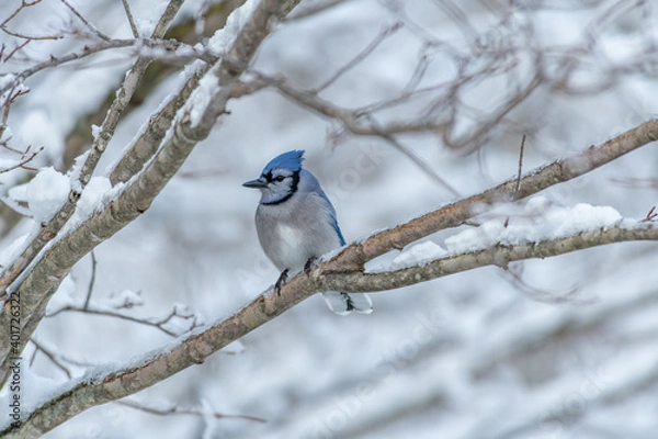 Obraz Perched Bluejay winter scene snow landscape