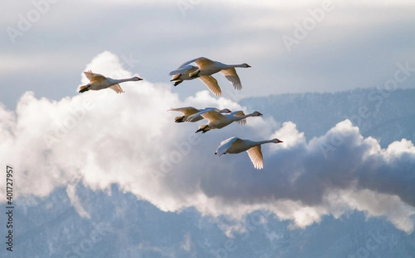 Fototapeta 夕暮れの中を飛翔する白鳥たち