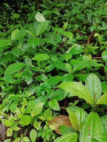 Obraz green leaves background