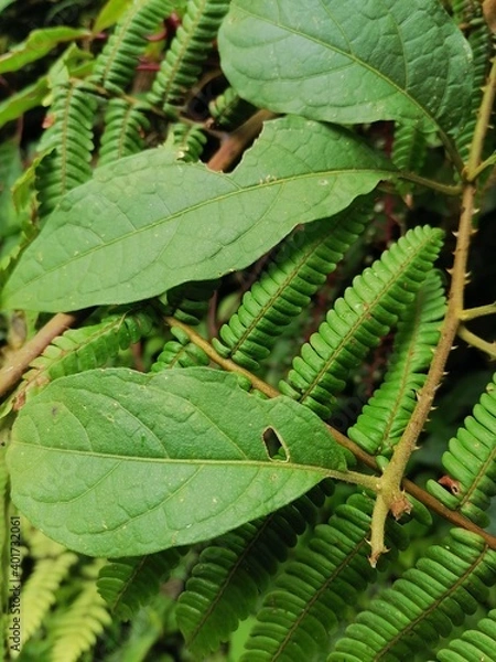 Obraz leaf