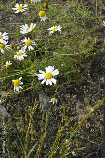 Obraz daisies in the grass