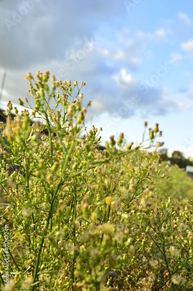 Obraz flowers in the field
