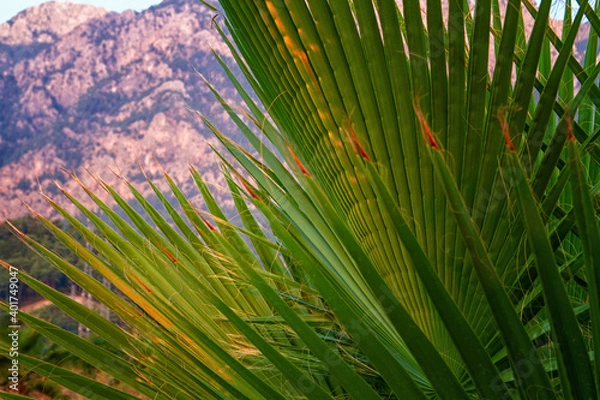 Fototapeta Palm leaves close up