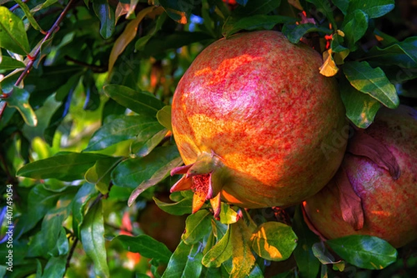 Fototapeta Ripe pomegranate fruits on a pomegranate tree