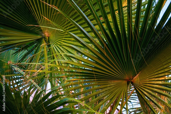 Fototapeta Palm leaves close up