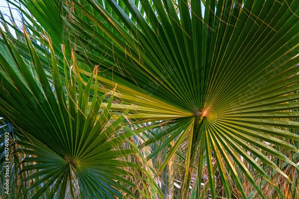Obraz Palm leaves close up