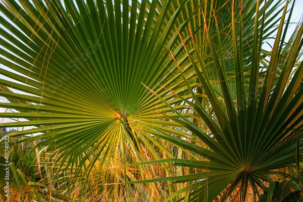 Obraz Palm leaves close up