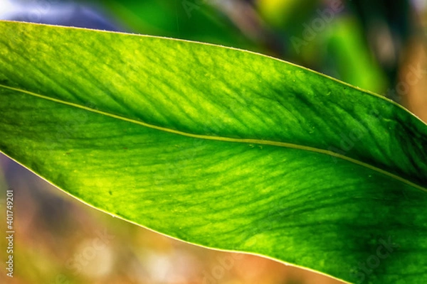 Obraz Abstract image of green leaves.