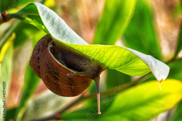 Fototapeta A large snail is crawling along a green leaf.
