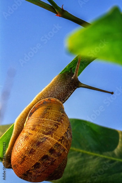 Fototapeta A large snail is crawling along a green leaf.