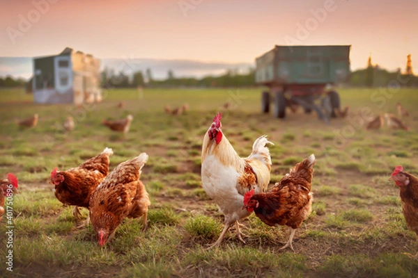 Obraz happy free range organic chicken in the meadow