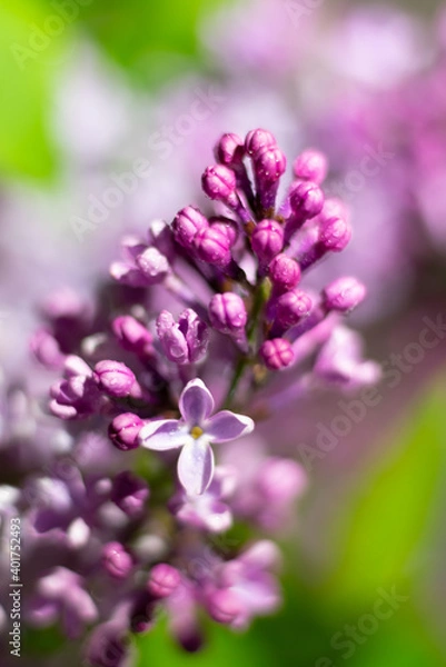 Fototapeta Vertical botanical photo of blooming lilac flowers and buds with waterdrops on petals