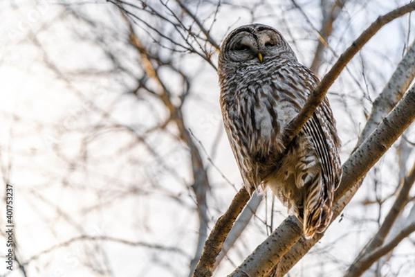 Obraz Barred Owl in the Trees During Winter in Oregon