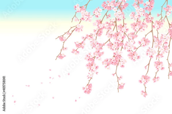 Obraz 枝垂れ桜の背景ベクターイラスト