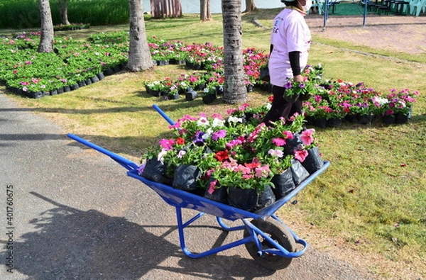 Obraz flowers in garden